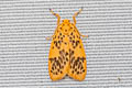Huangilene pseudolutara