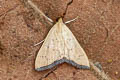Hyalobathra sp.