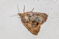 Teak Defoliator Hyblaea puera