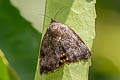 Hyblaea puera