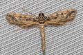 Hydriris sp.