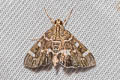 Spotted Webworm Beet Moth Hymenia perspectalis