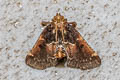 Hypanchyla fuscibasalis