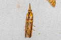 Hypargyria metalliferella