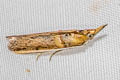 Hypargyria metalliferella