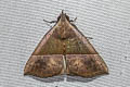Hypena iconicalis