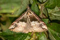 Hypena indicatalis