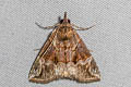Hypena jugalis