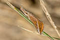 Hypena simplicalis