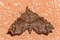 Hypenagonia longipalpis