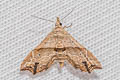 Hypenagonia mesoscia