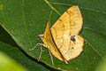 Hyperythra lutea