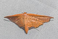 Hypolamprus angulalis