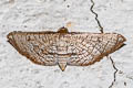 Hypolamprus bastialis