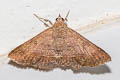 Hypospila bolinoides