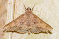 Hypospila bolinoides