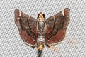 Hypsopygia sp.