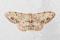 Idaea chotaria