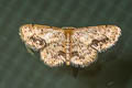 Idaea chotaria