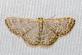 Idaea costiguttata