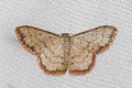 Idaea craspedota
