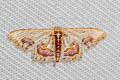 Idaea egenaria