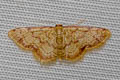 Idaea impexa