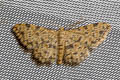 Idaea phaeocrossa