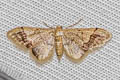 Idaea violacea