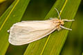 Tinged Tussock Moth Laelia obsoleta 