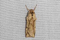 Lambula sp.