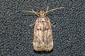 Lecithocerinae sp.