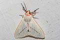 Lemyra anormala 