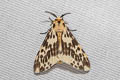 Lemyra quadrisaccus
