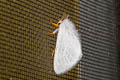 Oriental Three-striped Satin Moth Leucoma clara