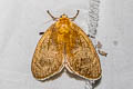 Limacodinae sp.