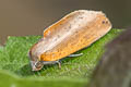 Lobocraspis griseifusa