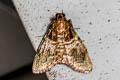 Locastra muscosalis