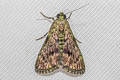 Locastra sp.