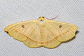 Lomographa inamata