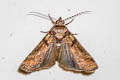 Lophoptera sp.