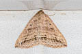 Loxioda similis
