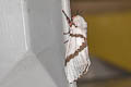 Lymantria bivittata marginalis
