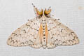 Lymantria brotea lepcha