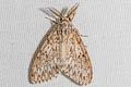 Lymantria grisea