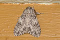 Lymantria grisea servula