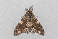 Lymantria hauensteini hauensteini 