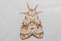Pink Lymantria Moth Lymantria mathura