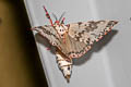 Pink Lymantria Moth Lymantria mathura