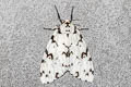 Lymantria subrosea singapura 